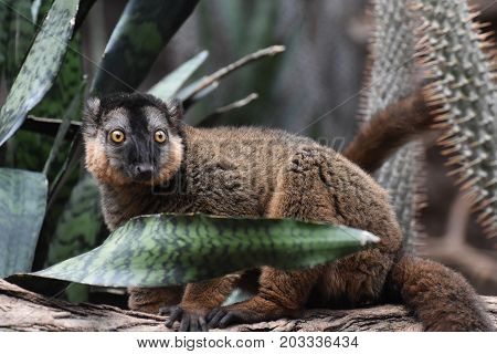 Amazing Collared Lemur with Wide Open Eyes