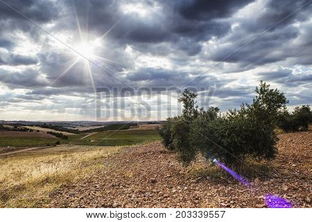 Olive groves, from the oil, along with different crops.