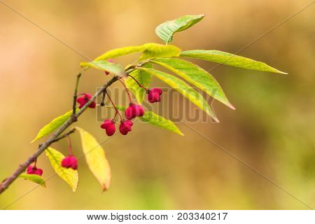 Close up beautiful flowering branch of European spindle flower or Euonymus europaeus