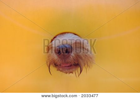 Dog Nose