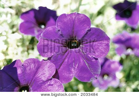 Purple Petunias