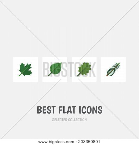 Flat Icon Natural Set Of Alder, Spruce Leaves, Oaken And Other Vector Objects