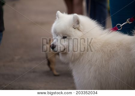 Samoyed Dog On The Exhibition, Samoiedskaia Sabaka