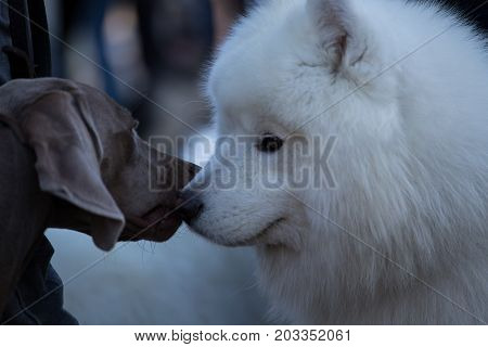 Samoyed Dog On The Exhibition, Samoiedskaia Sabaka