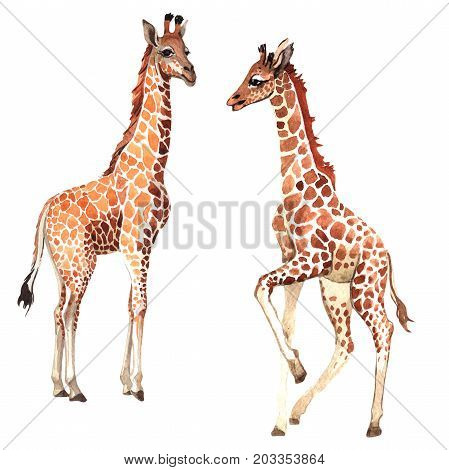 Exotic giraffe wild animal in a watercolor style isolated. Full name of the animal: camelopard. Aquarelle wild animal for background, texture, wrapper pattern or tattoo.