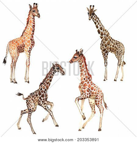 Exotic giraffe wild animal in a watercolor style isolated. Full name of the animal: camelopard. Aquarelle wild animal for background, texture, wrapper pattern or tattoo.
