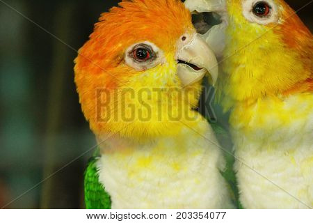 Macore bird parrot beautiful in the zoo