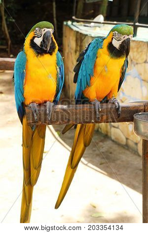 Macore bird parrot beautiful in the zoo