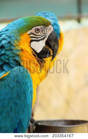Macore bird parrot beautiful in the zoo