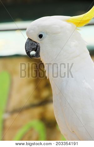 Macore bird parrot beautiful in the zoo