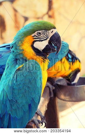 Macore bird parrot beautiful in the zoo