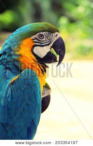 Macore bird parrot beautiful in the zoo