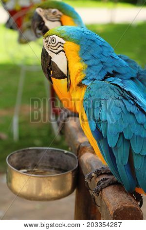 Macore bird parrot beautiful in the zoo