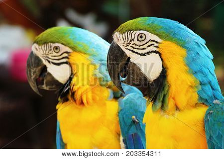 Macore bird parrot beautiful in the zoo
