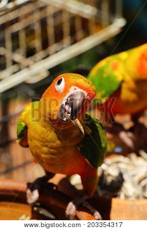 Macore bird parrot beautiful in the zoo