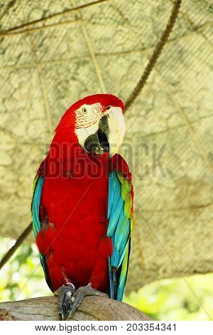 Macore bird parrot beautiful in the zoo