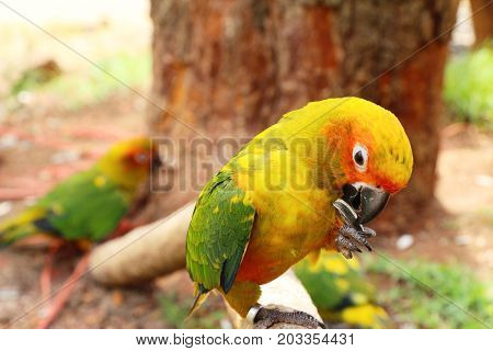 Macore bird parrot beautiful in the zoo