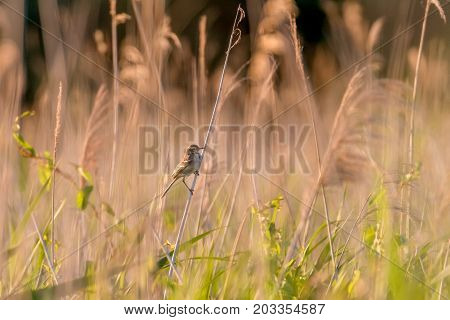 water pipit from a distance on a small branch