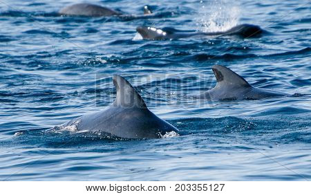 Pilot whales as seen during a whale watching tour in Iceland.