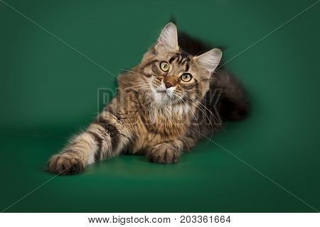 Tabby cute fluffy cat Maine Coon lying on a green Studio background. The graceful cat pulls a paw.