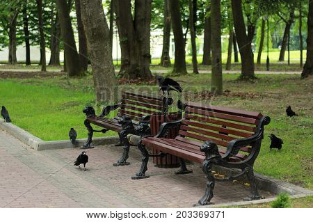 Black crows are walking around the bench.