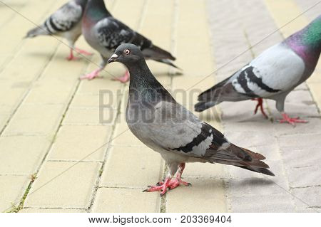 Free four pigeons on the pavemen. One of them looking at the camera. Doves in park.