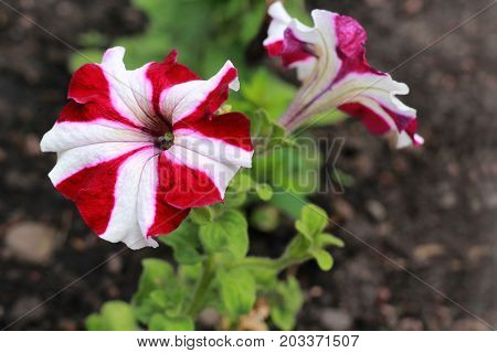 Beautiful Red White Petunias hybrid in garden
