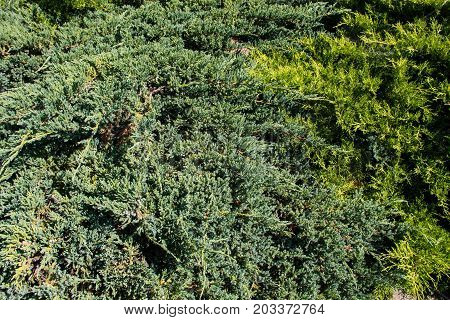 Natural Background Of The Green Juniper Bushes