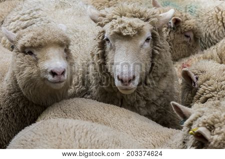 Two Sheep in a sheep herd of Cornish Sheep England.