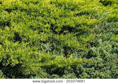 Natural Background Of The Green Juniper Bushes