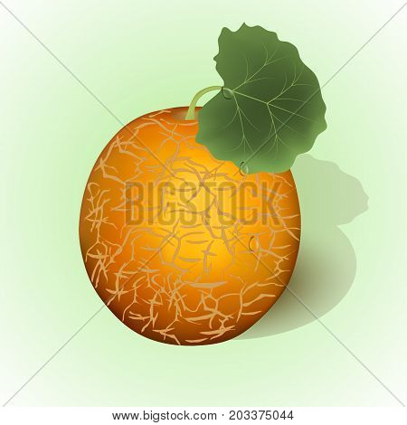 Yellow melon and leaf, drops, green background