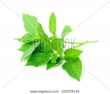 hoary basil or basilicum on white background ingredient for cooking