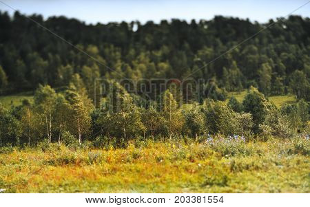 True tilt-shift autumn scenery of underbrush consisted of birch trees: meadow with native grasses and wildflowers in foreground and hill with forest in defocused background Altai mountains Russia