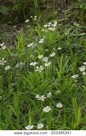 Greater stitchwort white flowers thickets. Vertical frame