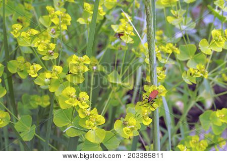 red little bug with a long moustache on leaves of leafy spurge
