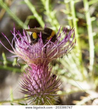 macro of a bumblebee on a summer flower
