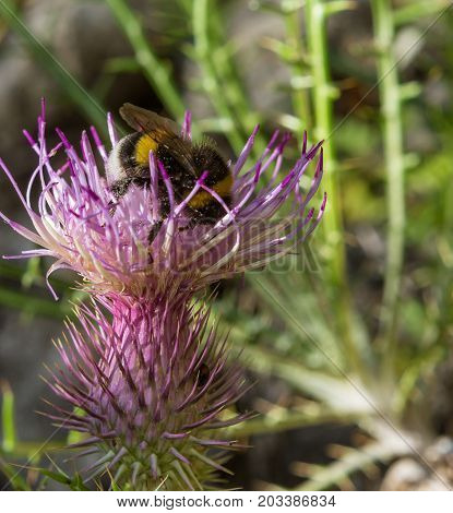 macro of a bumblebee on a summer flower