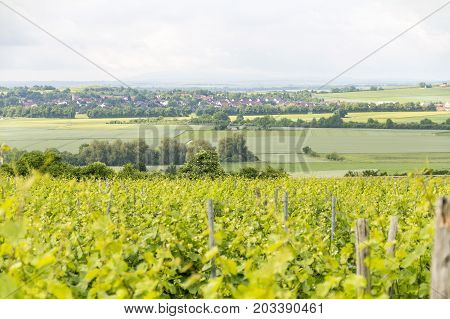 winegrowing scenery around Loerzweiler in the Rhineland-Palatinate in Germany at spring time