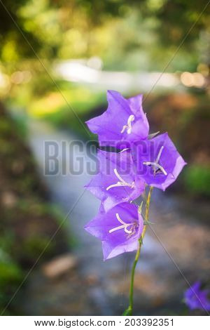 Purple bell wild flower or campanula carpatica in the Carpathian forest.
