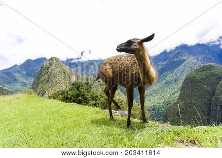 A Cute brown lama on the ruins of Machu Picchu lost city in Peru