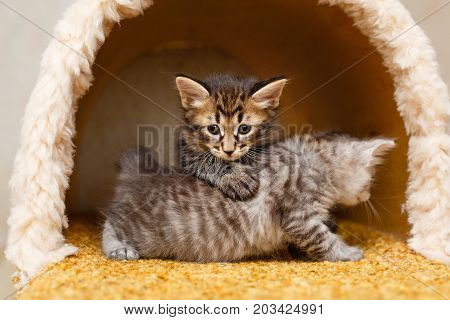 Two sweet fluffy kitten playing in the cat house. Pets. Hypoallergenic breed of cats