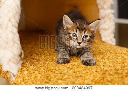 A nice fluffy striped kitten stretches. Pets. Hypoallergenic breed of cats