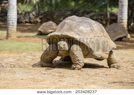 Giant turtles dipsochelys gigantea in island Mauritius . Close up