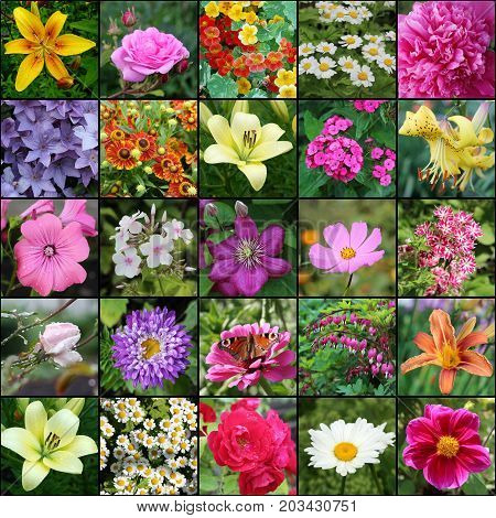 collage of photos with flowers. Plants blooming in the garden. Lily and rose Daisy and carnation peony and lavatera Phlox and Aster. You can make a seamless background.
