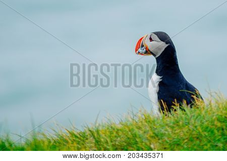 Puffin Holding Fish In His Mouth