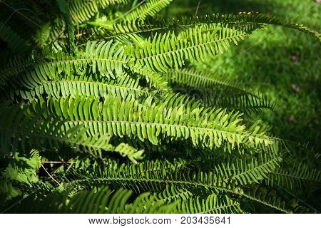 Nephrolepis Exaltata (the Sword Fern)