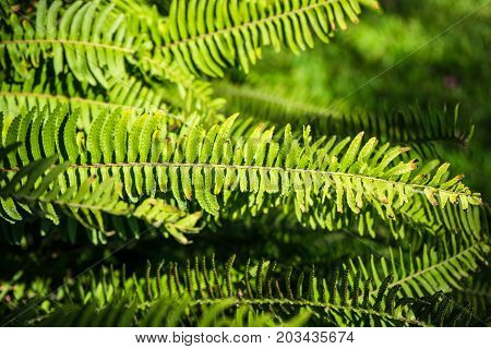 Nephrolepis Exaltata (the Sword Fern)