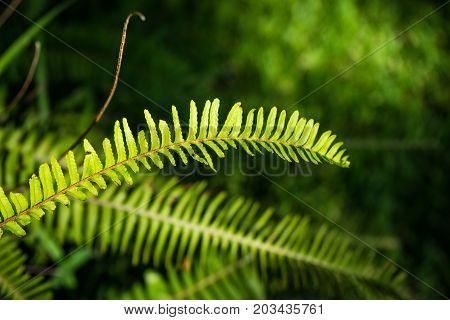 Nephrolepis Exaltata (the Sword Fern)