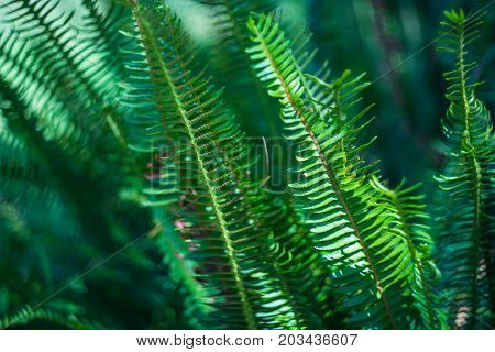 Nephrolepis Exaltata (the Sword Fern)