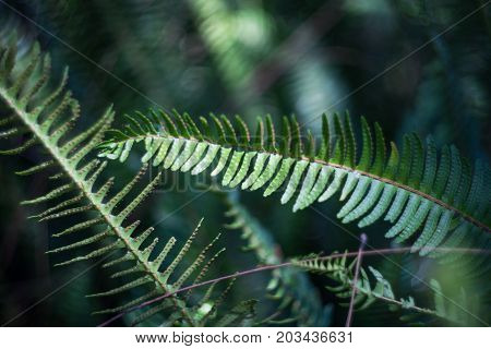 Nephrolepis Exaltata (the Sword Fern)